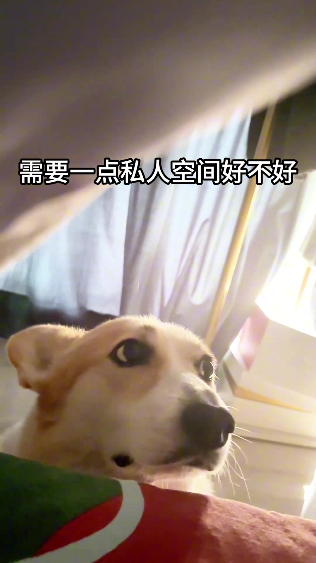 半个小时？连狗都骗啊