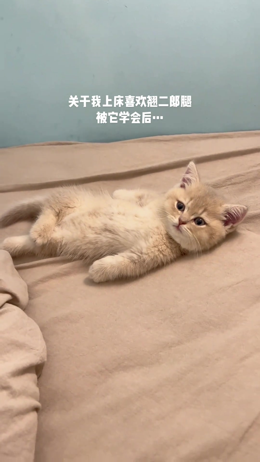 小猫的模仿能力有多强？