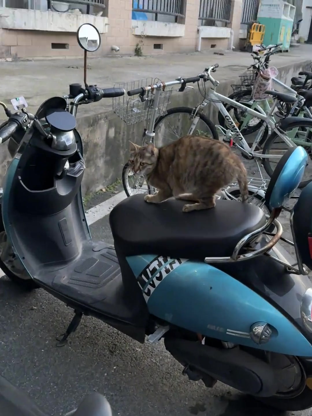 猫：怎么不喜欢自制的透气坐垫嘛？