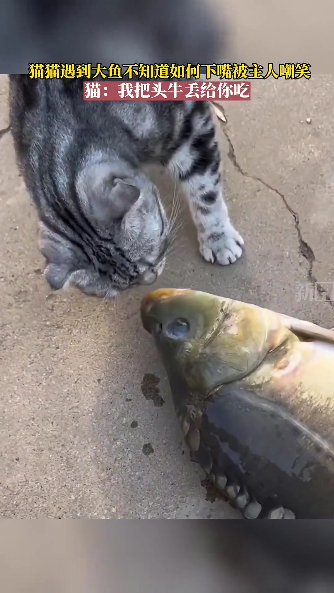 猫猫遇到大鱼不知道如何下嘴，被主人嘲笑
