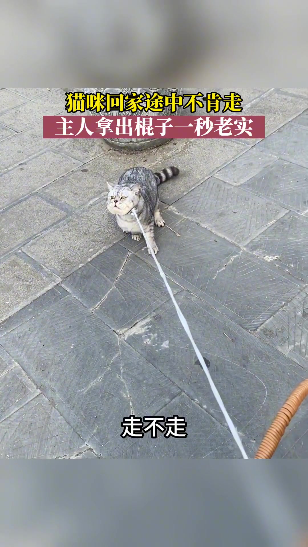 猫咪回家途中不肯走，主人拿出棍子之后一秒老实