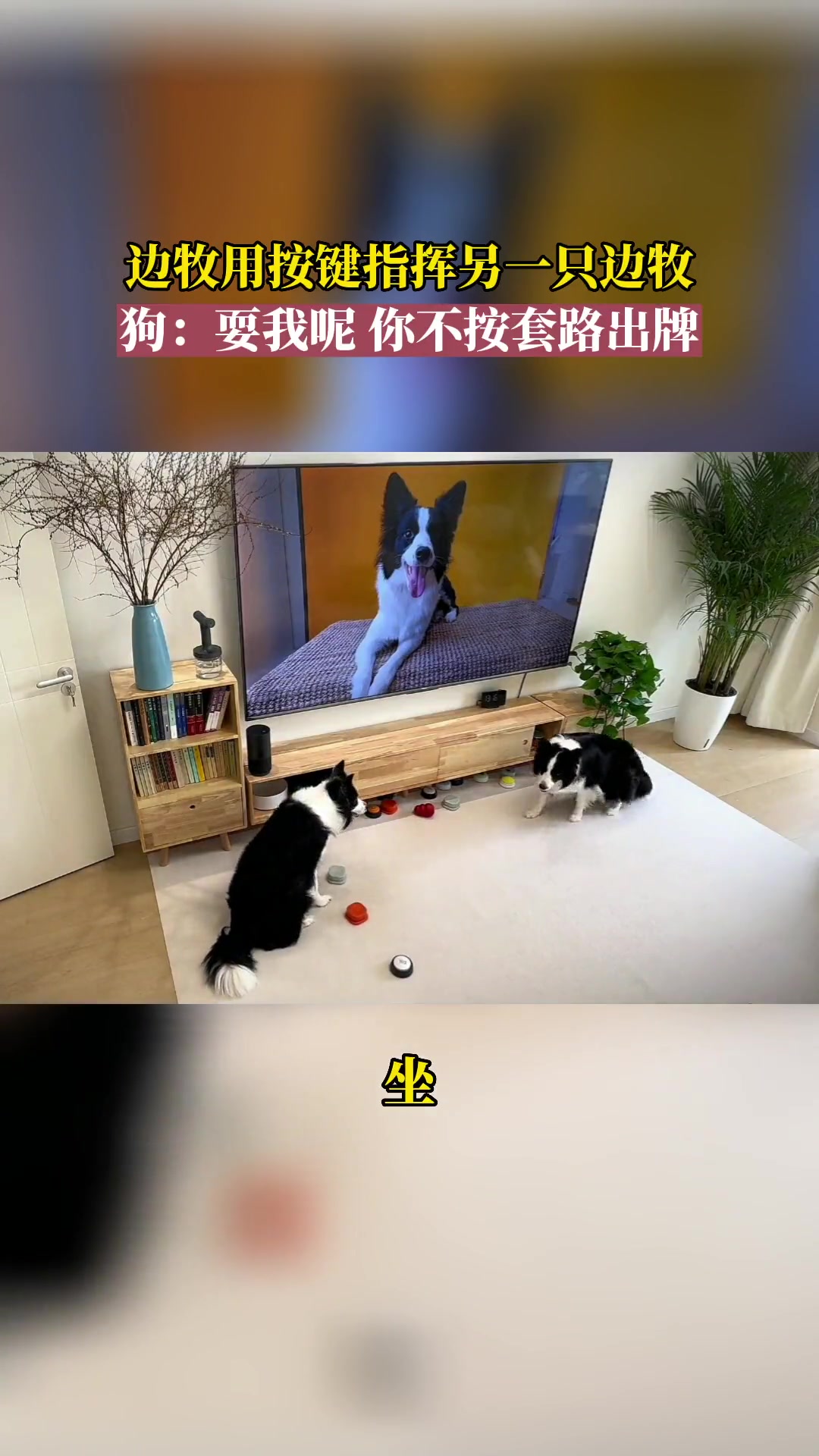 狗：耍我呢，你不按套路出牌