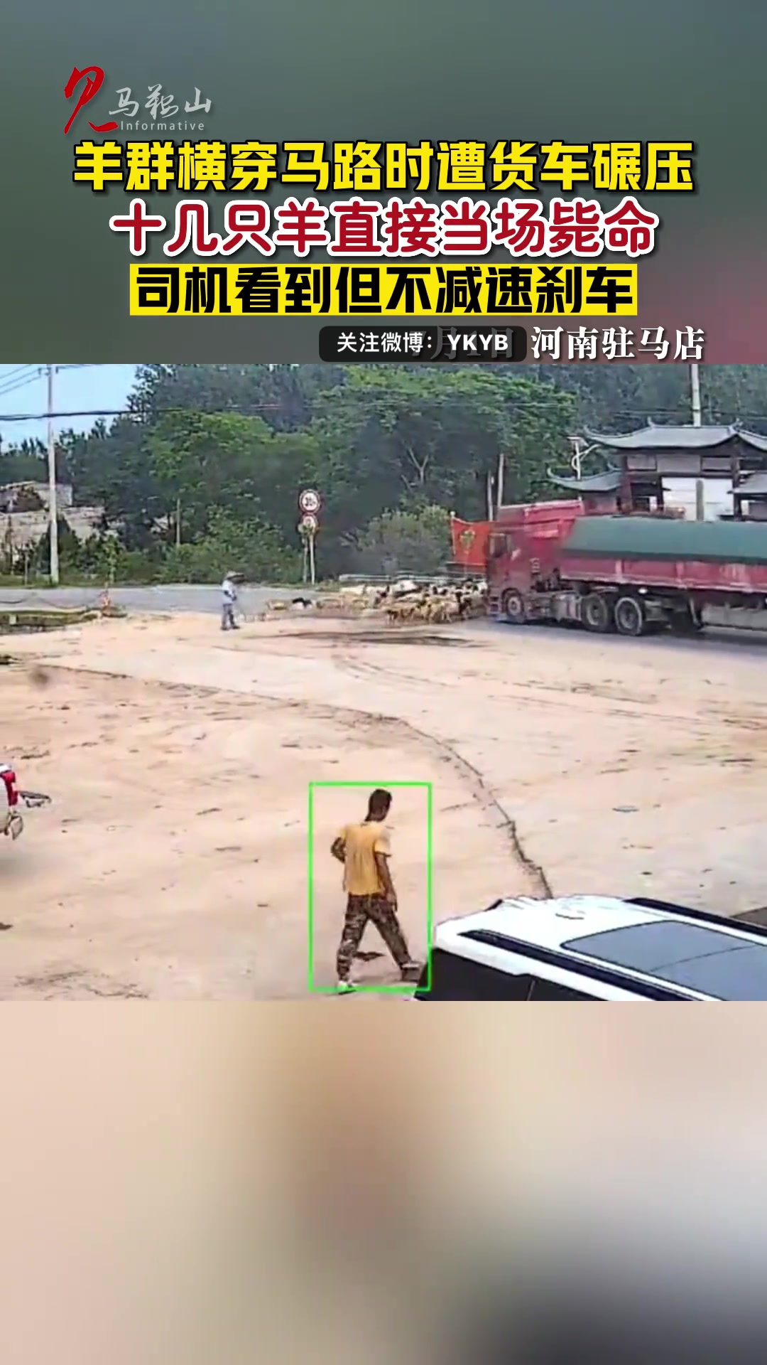 羊群横穿马路时遭货车碾压，十几只羊直接当场毙命！