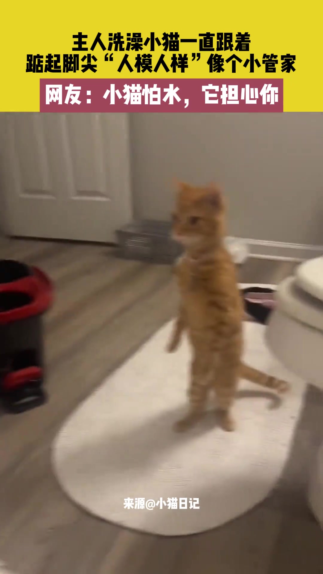主人洗澡小猫一直跟着，踮起脚尖人模人样像个小管家