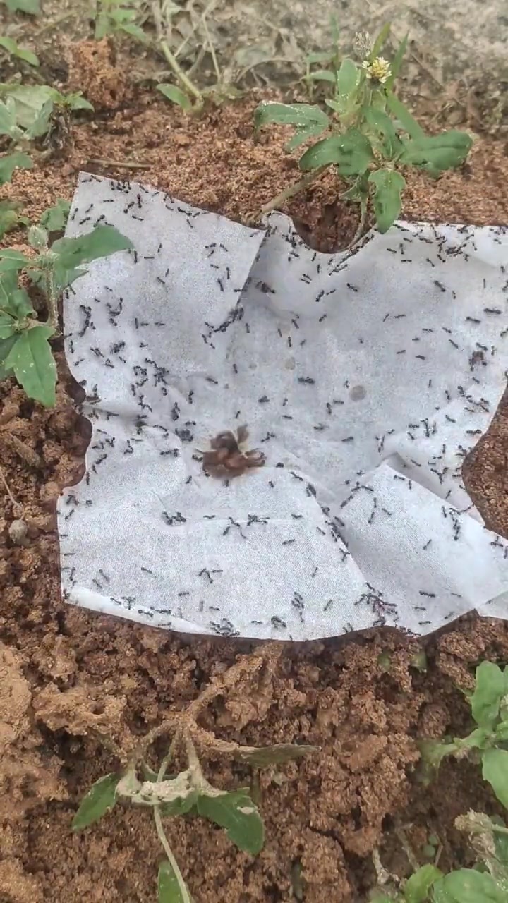 还有这种消灭额蚂蚁的方法，小的时候都是用开水