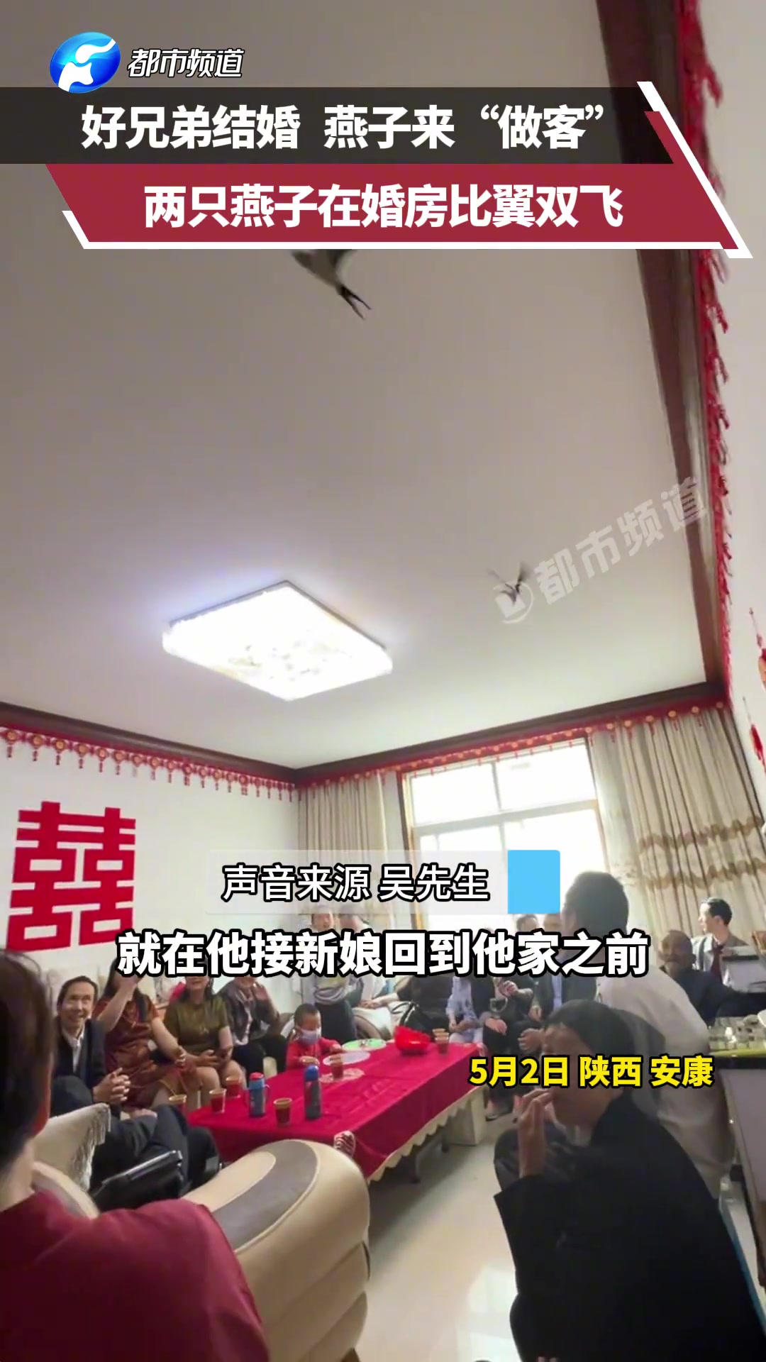好兄弟结婚燕子来“做客” 两只燕子在婚房比翼双飞