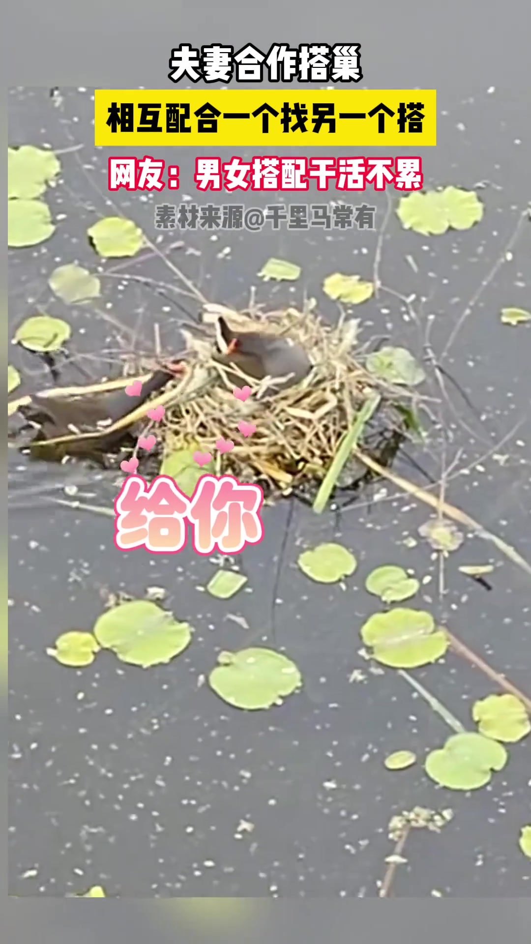 夫妻合作搭巢 真是男女搭配干活不累