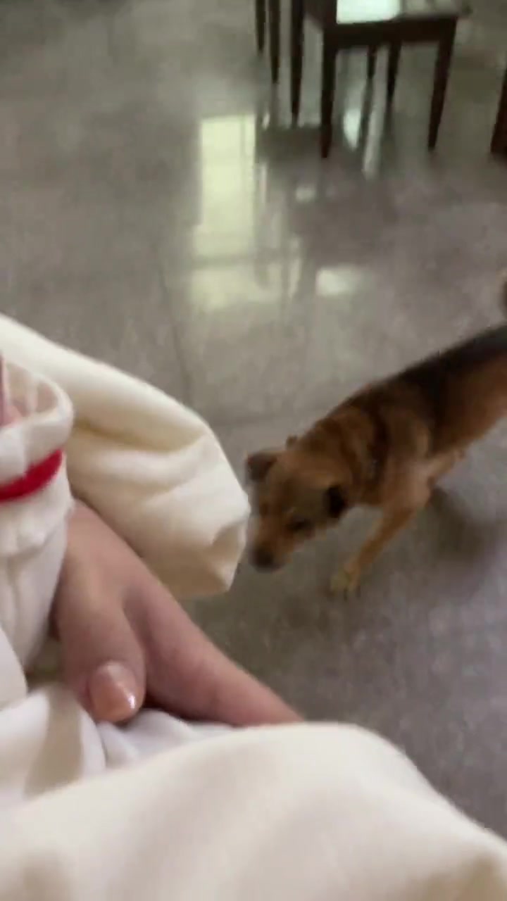 狗子：你一窝只生一只吗？