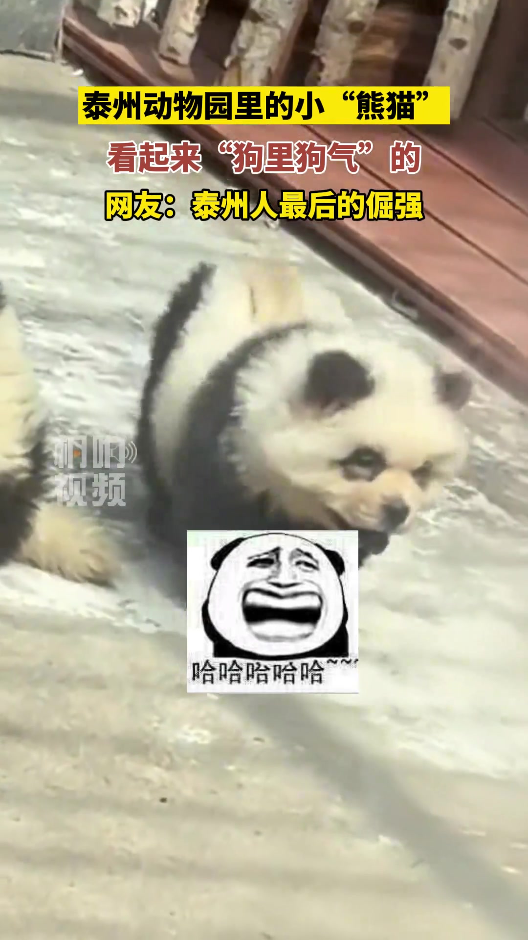 动物园里的小“熊猫”，看起来狗里狗气的