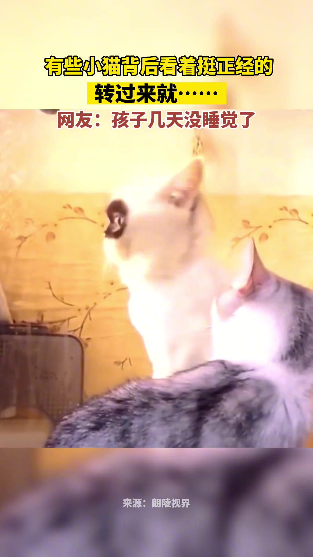 有些小猫背后看着挺正经，转过来就