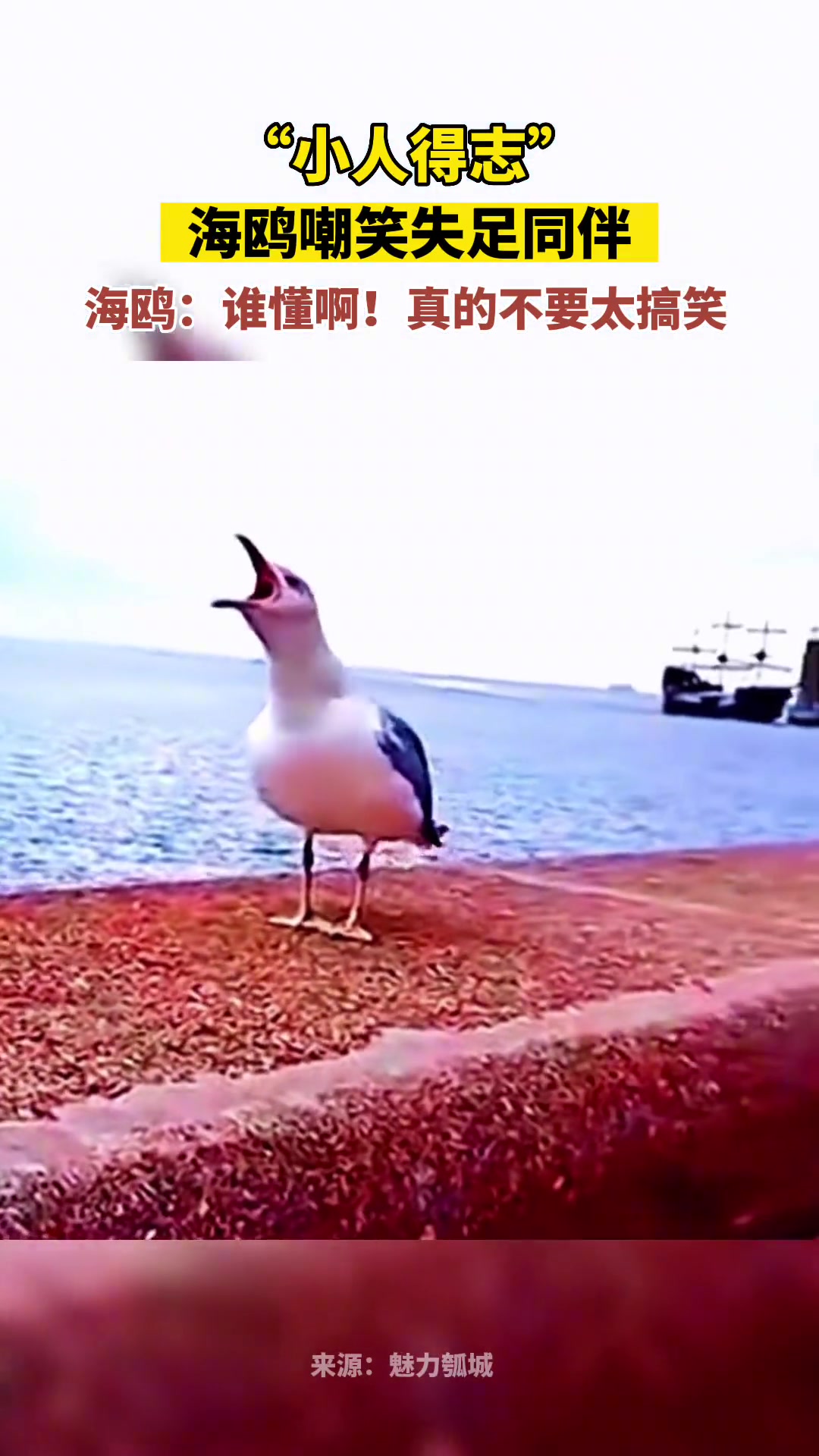 “小人得志”，海鸥嘲笑落水同伴