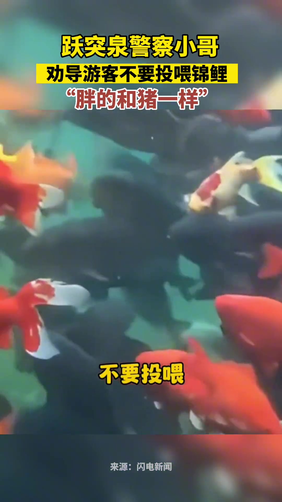 鱼怎么会长那么胖的啊？