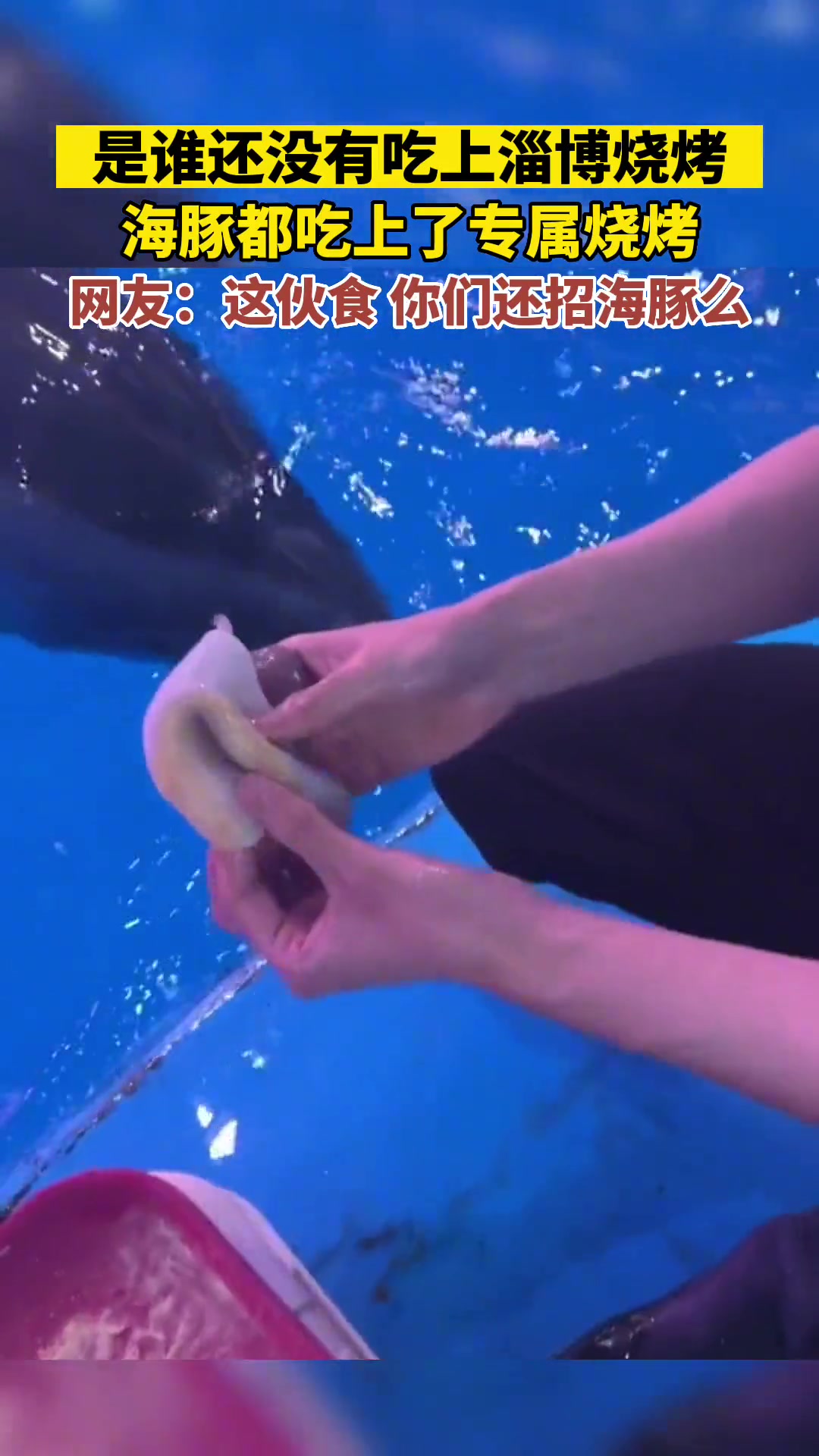 不来点鲱鱼罐头佐料，怎对得起海豚烧烤