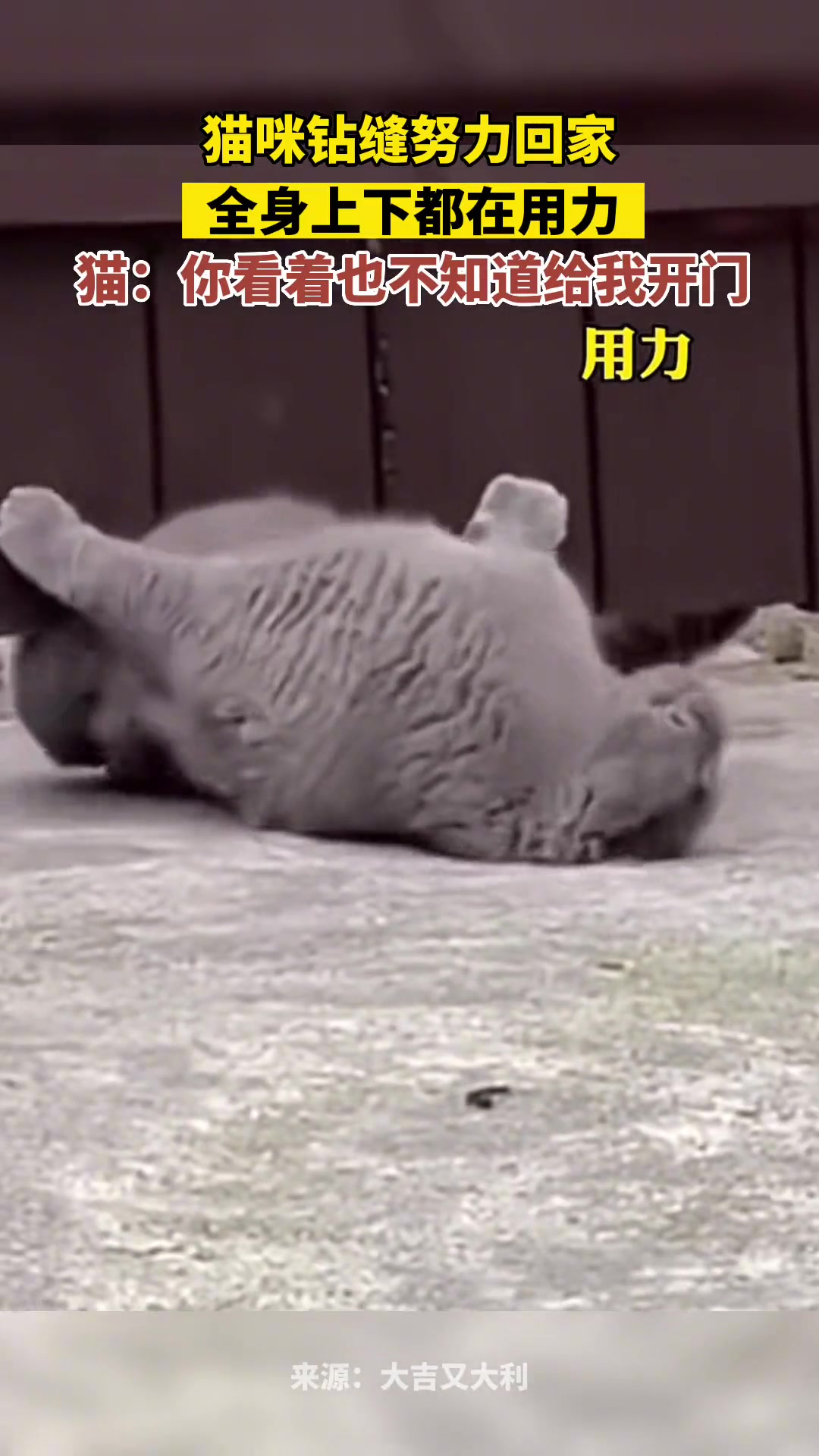 猫咪钻缝努力回家，全身上下都在用力