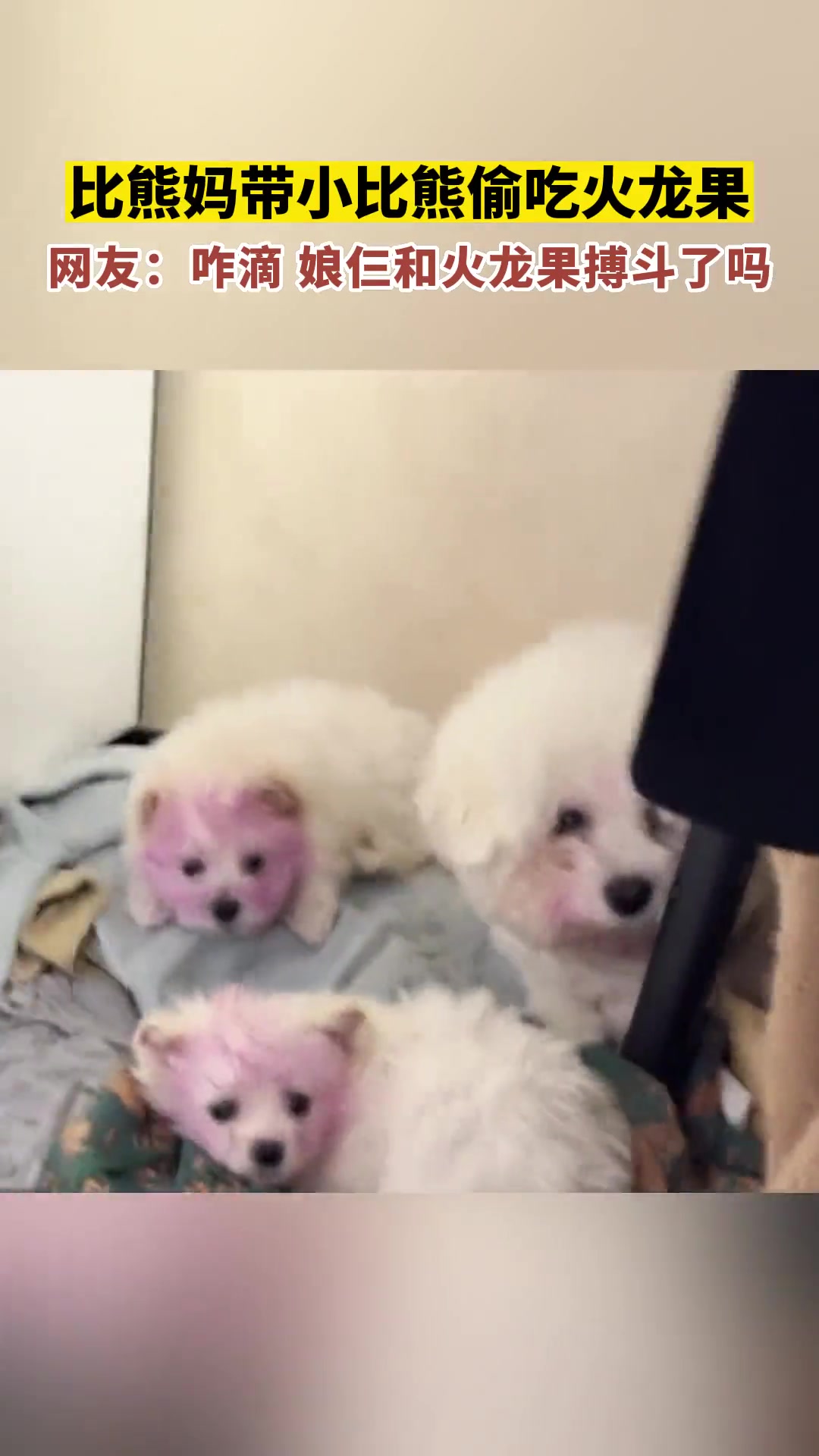 比熊妈带小比熊偷吃火龙果