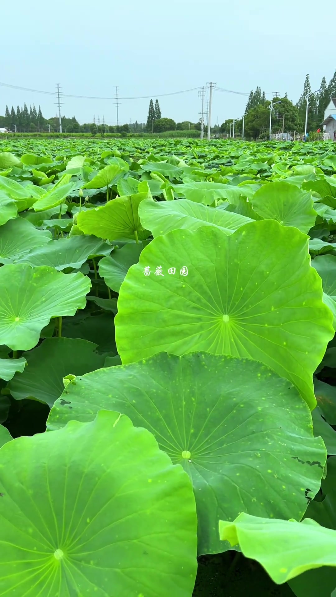 这是童年熟悉的声音！