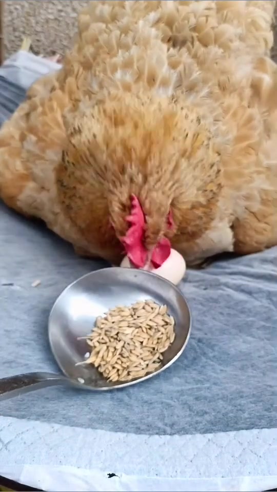 母鸡也懂人情世故