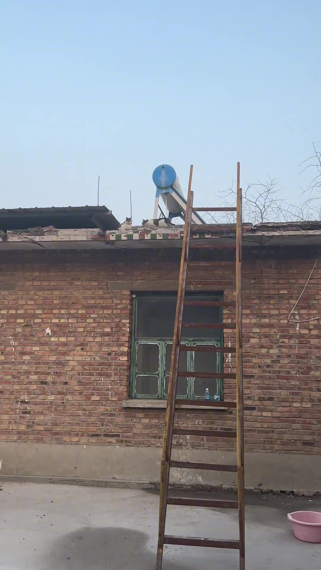 怎么有小猫这样上楼啊