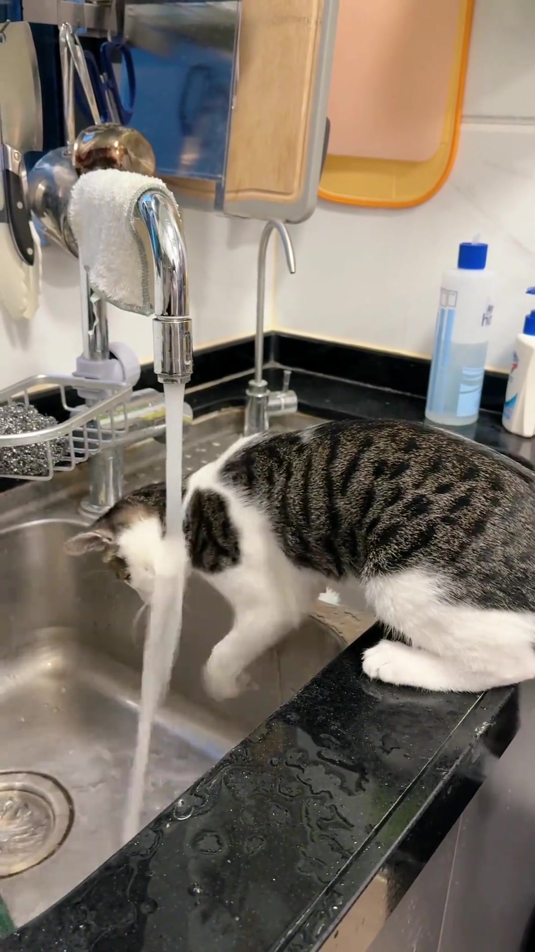 一只爱玩水的猫咪