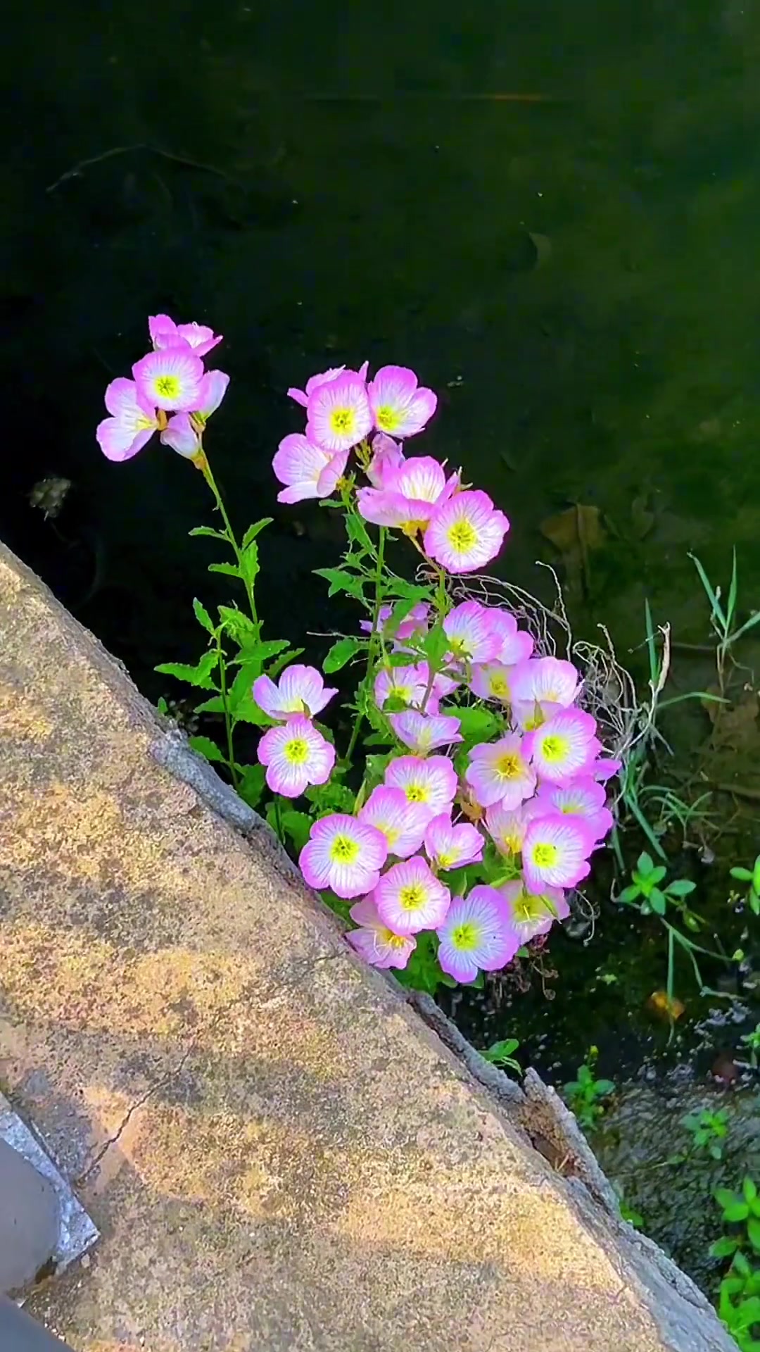 小草没人心疼 也在成长