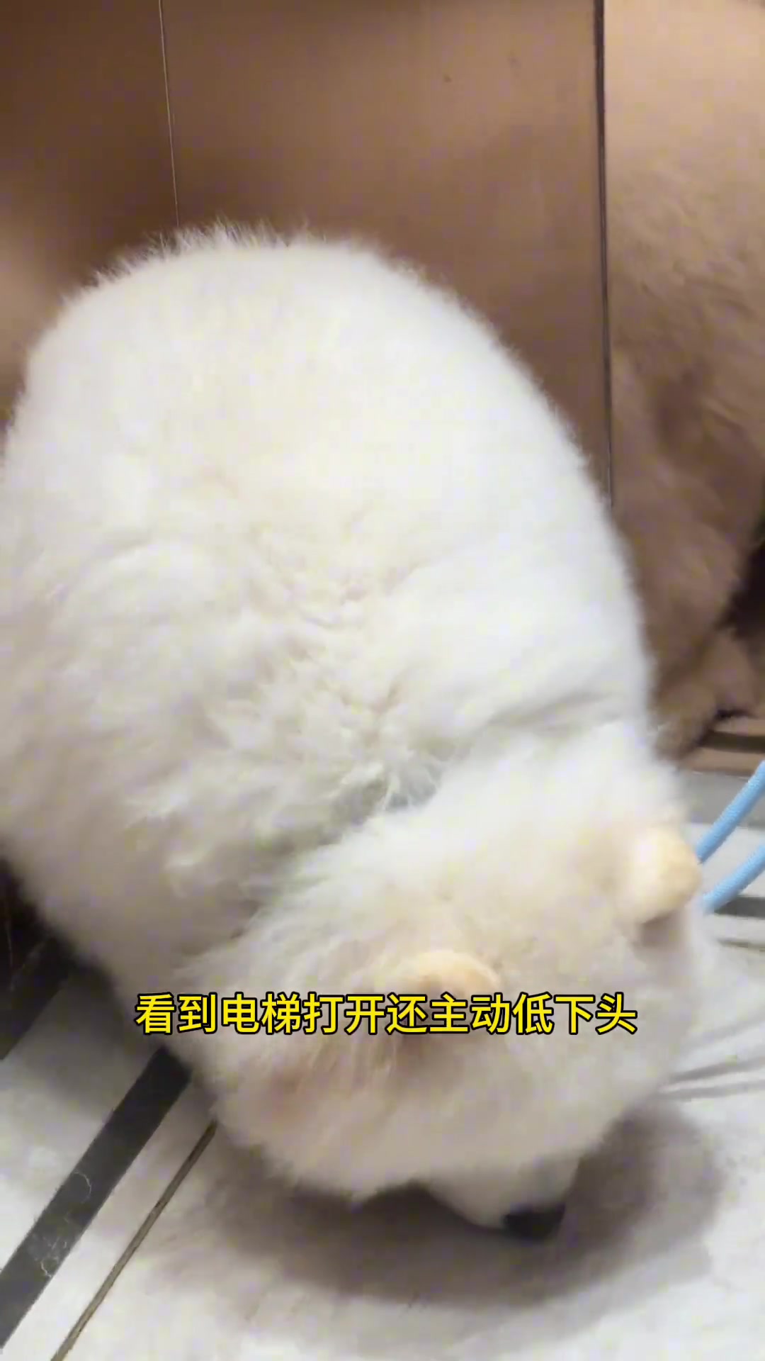 小狗我啊 可是很有家教的