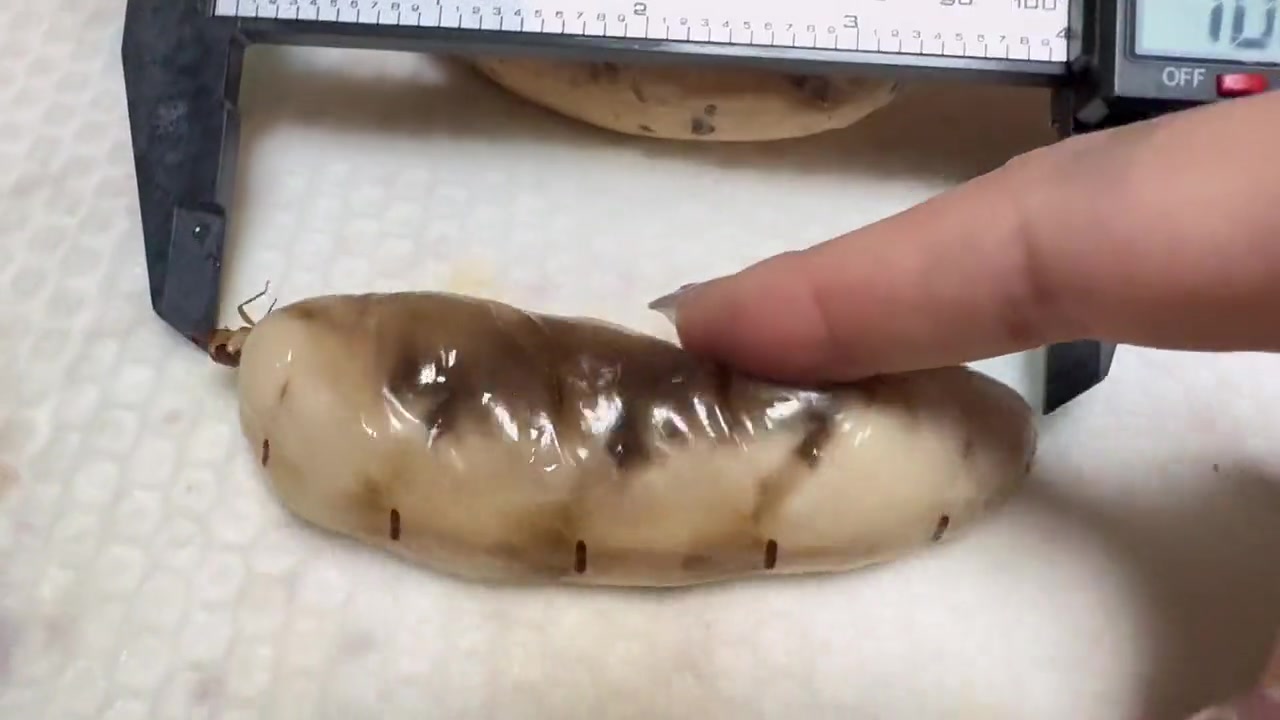 没事的，小小的也很可爱