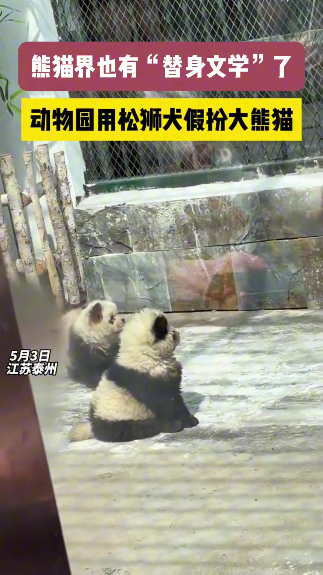 熊猫届的替身文学 动物园用松狮犬假扮大熊猫