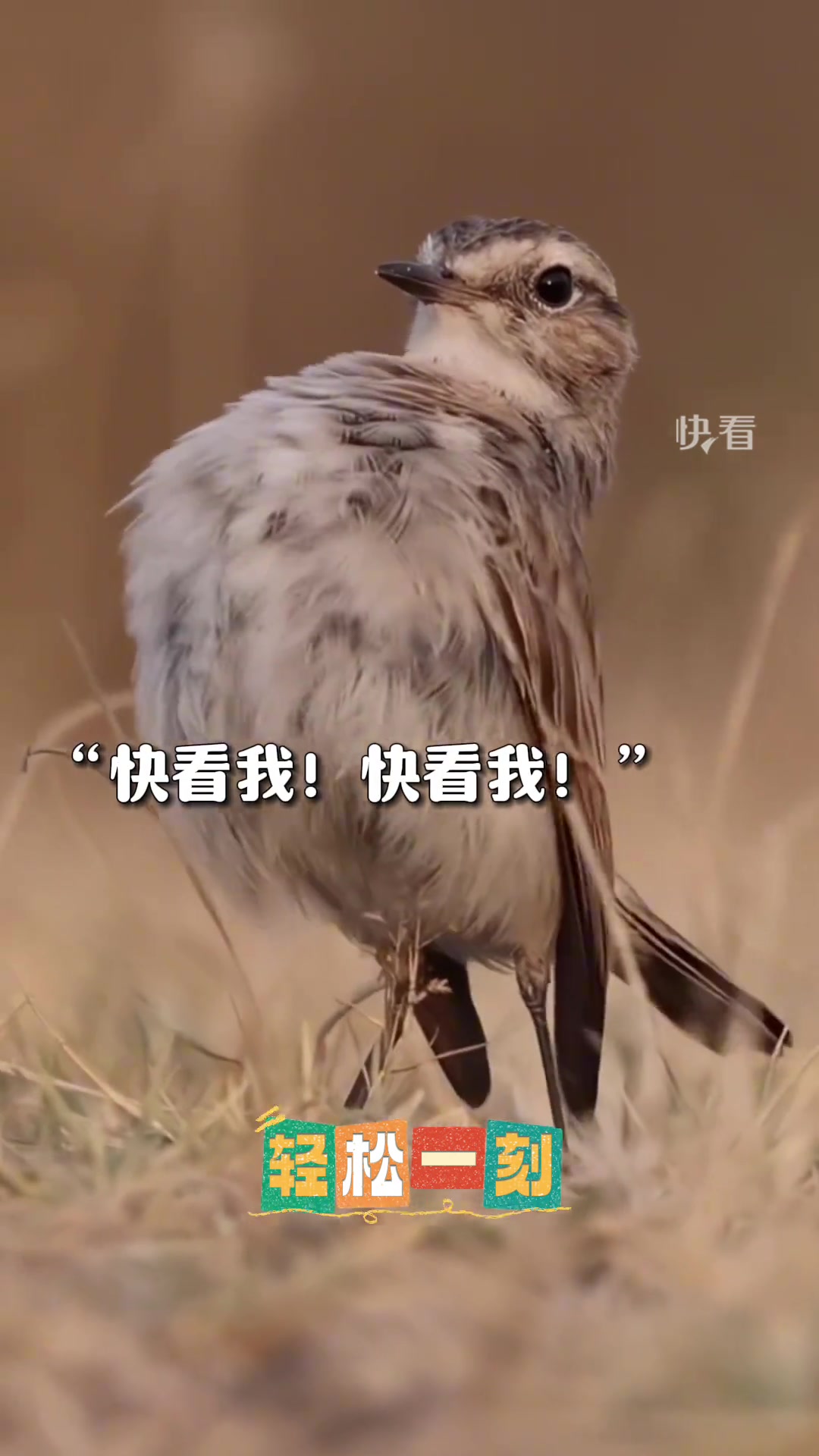 沙䳭鸟跳舞律动超魔性，身子是身子扭得好妖娆[呲牙]