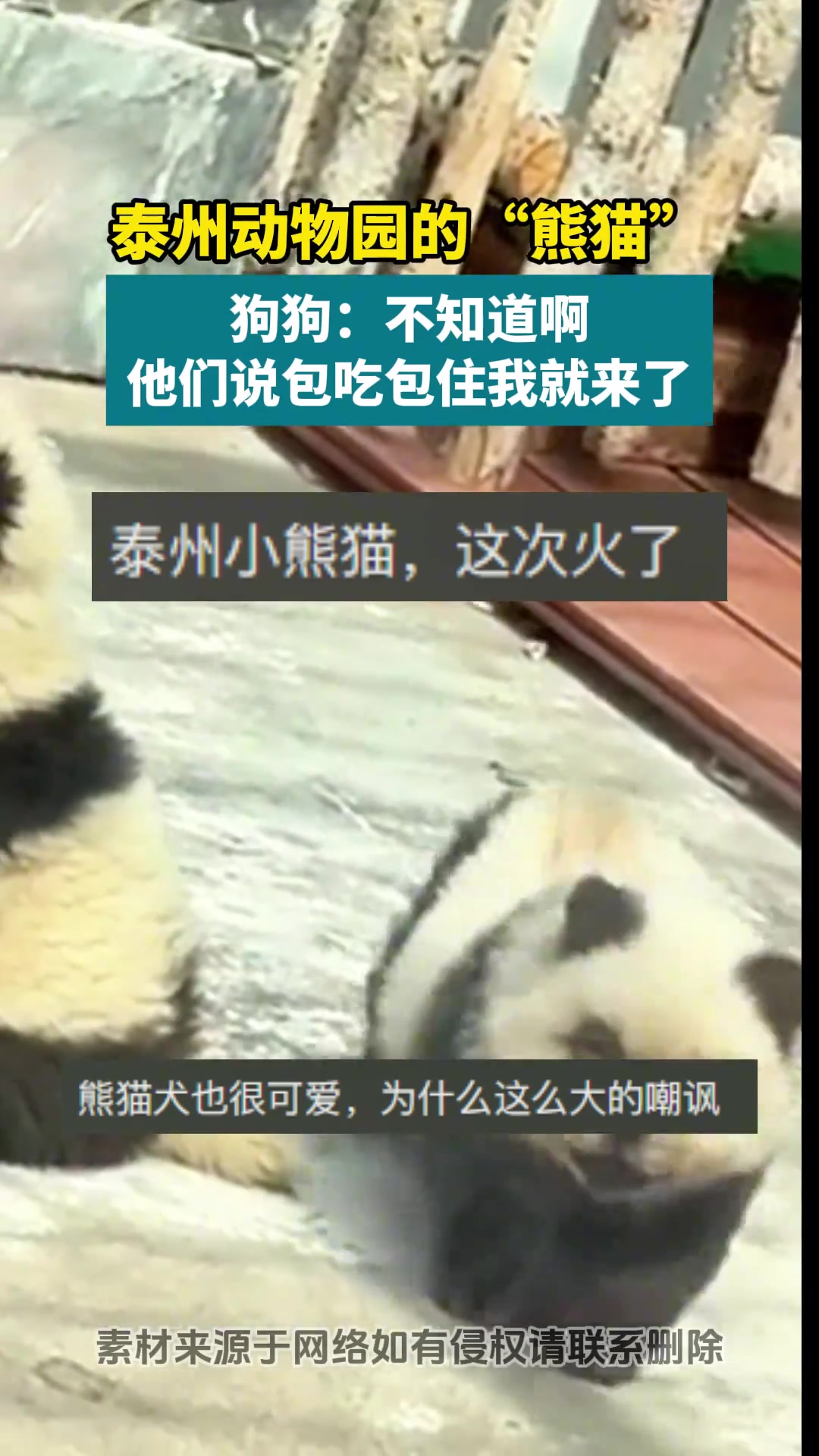 狗狗：不知道啊，他们说包吃包住我就来了