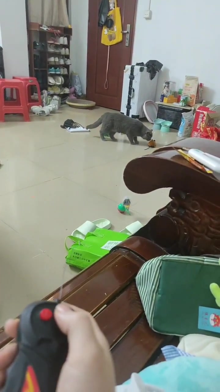 猫咪：就挺突然的