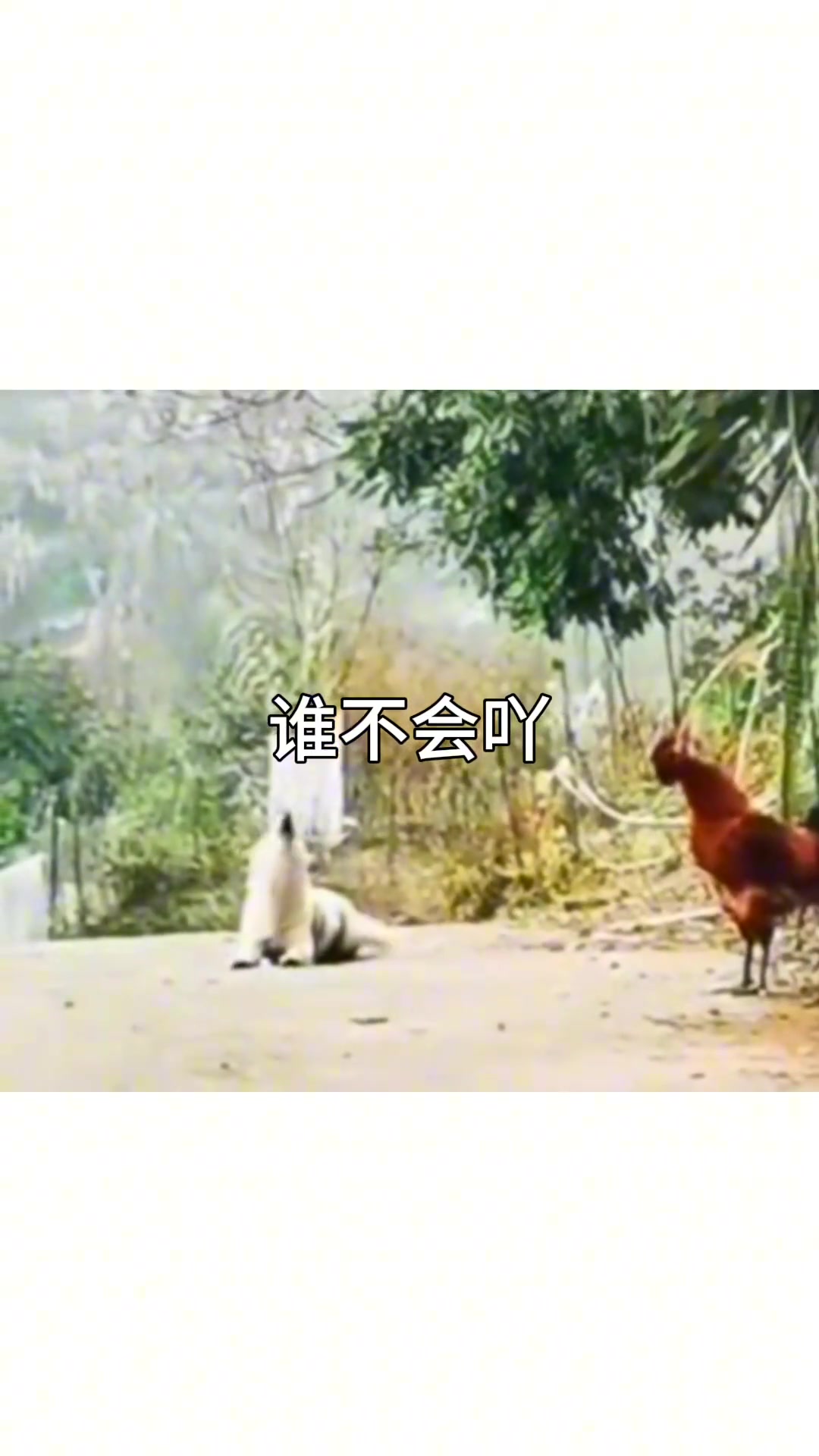 搞的谁不会一样