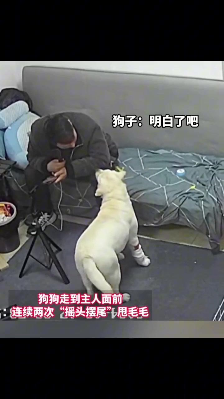 关键时刻还是狗子靠谱，为了这个家操碎了心