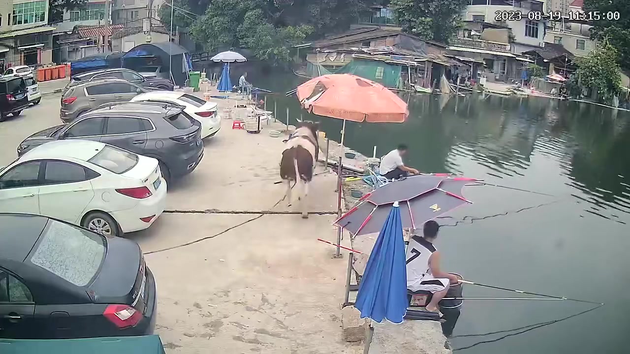 牛：钓鱼？让你们钓了吗。看我搅了你的窝