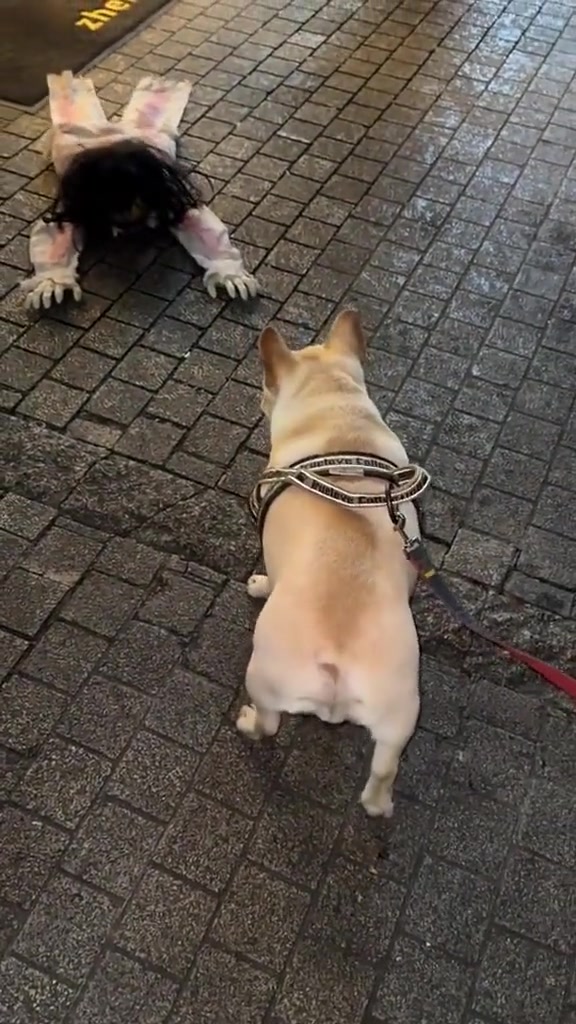 老登！我是法斗，不是法师！