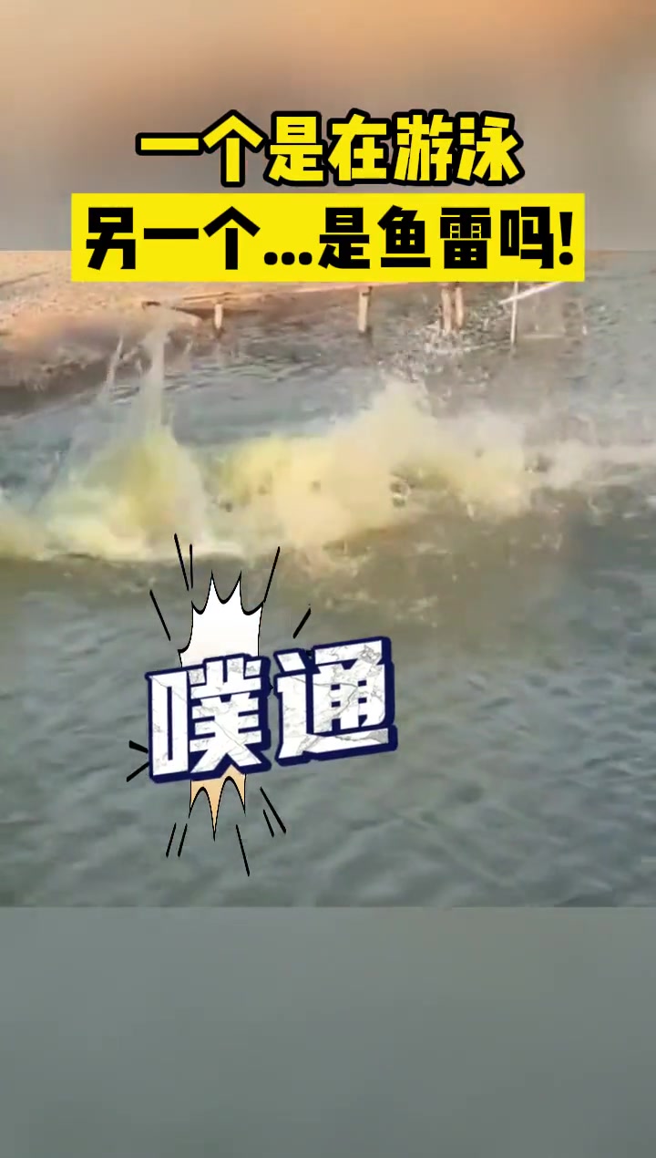 一个是在游泳 一个是…鱼雷吗？