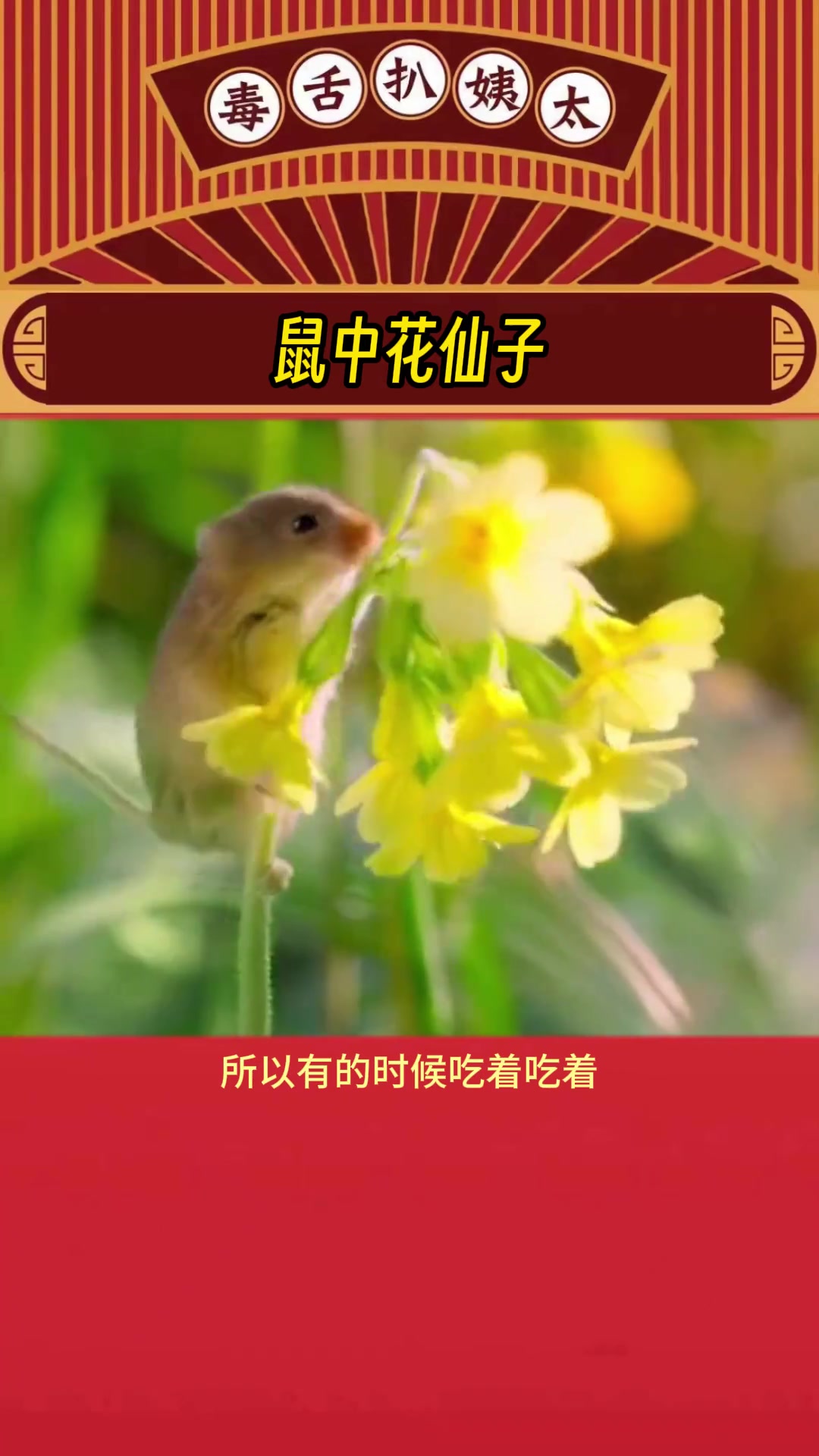 原来还有这么可爱的鼠鼠！