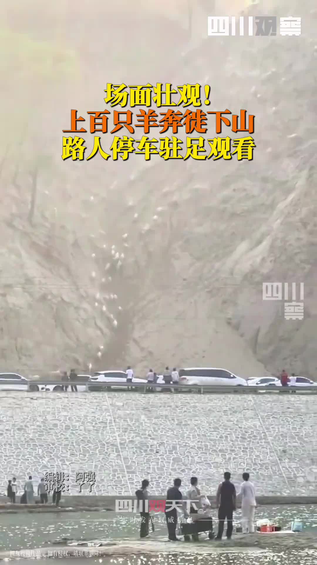 赶羊赶出动物大迁徙既视感，场景壮观！