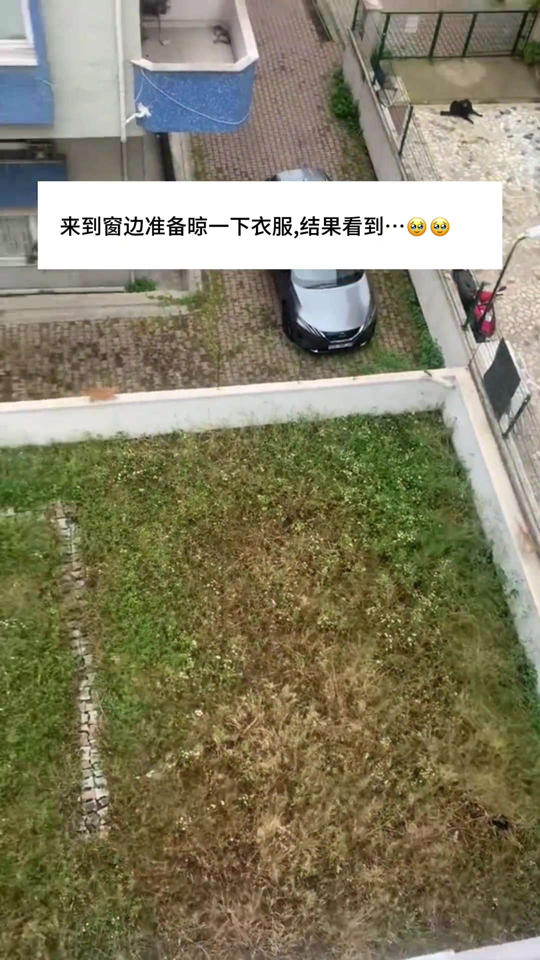 这是喵喵特工队在执行什么秘密任务吗？