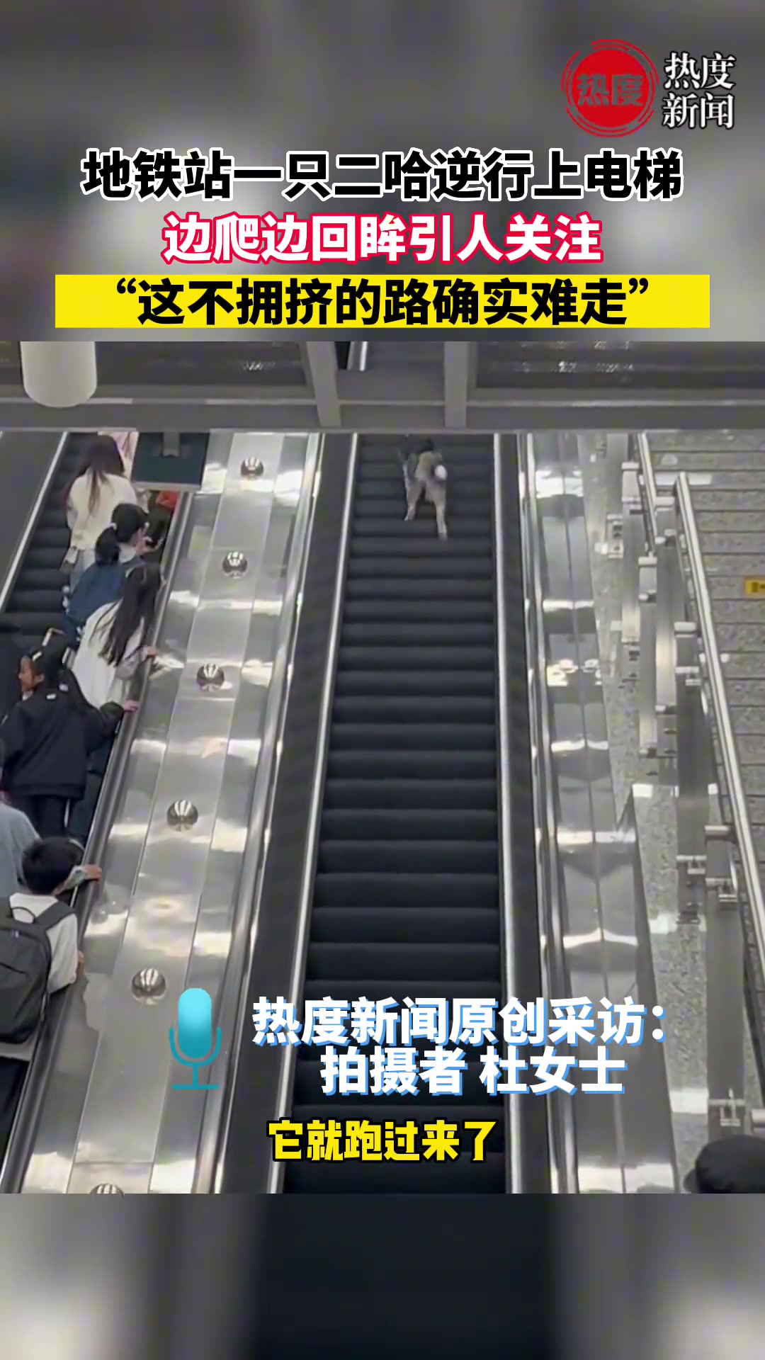 地铁站一只二哈逆行上电梯，边爬边回眸引人关注
