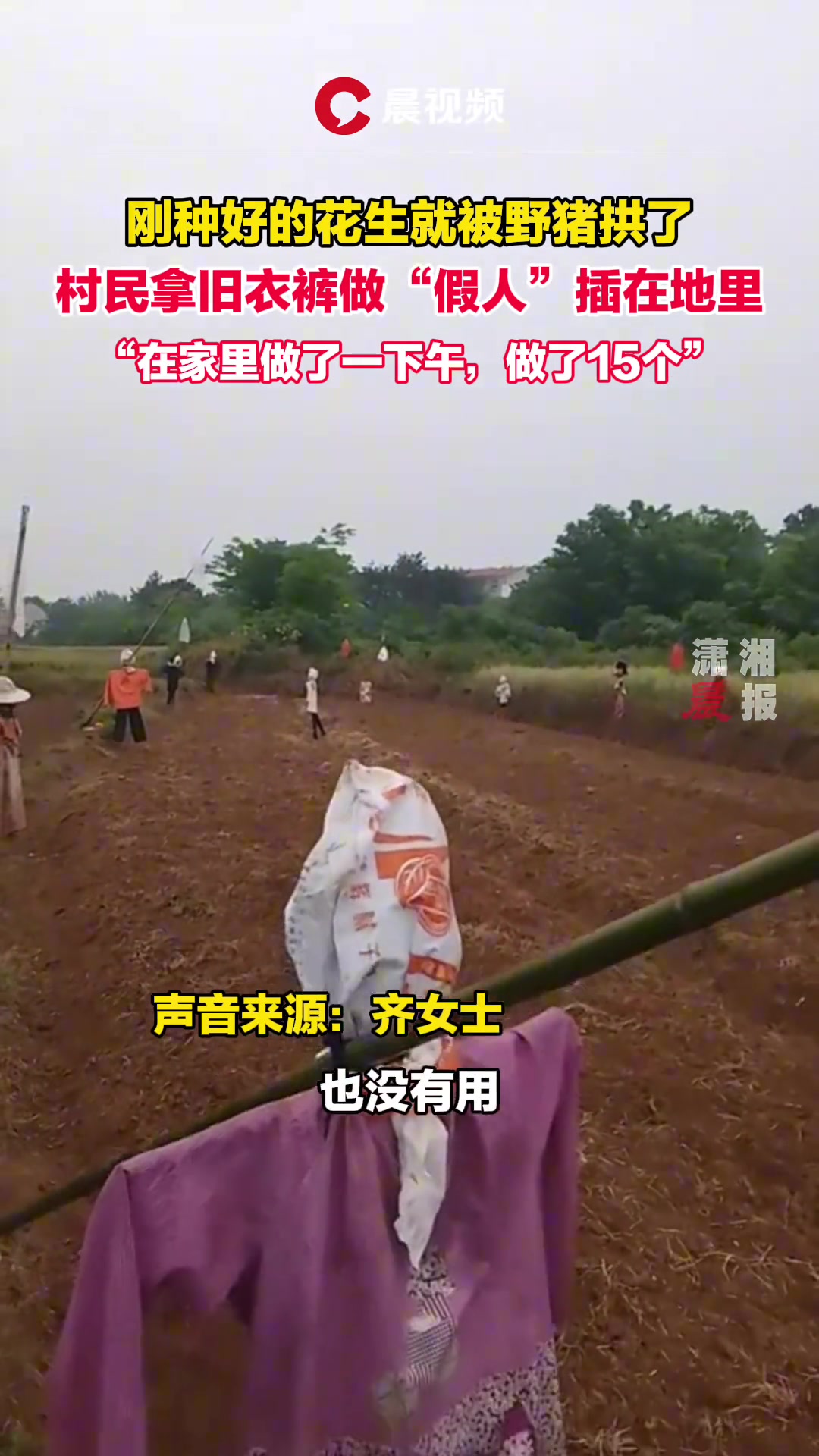 15个假人！这晚上野猪来了都得渗的慌吧！