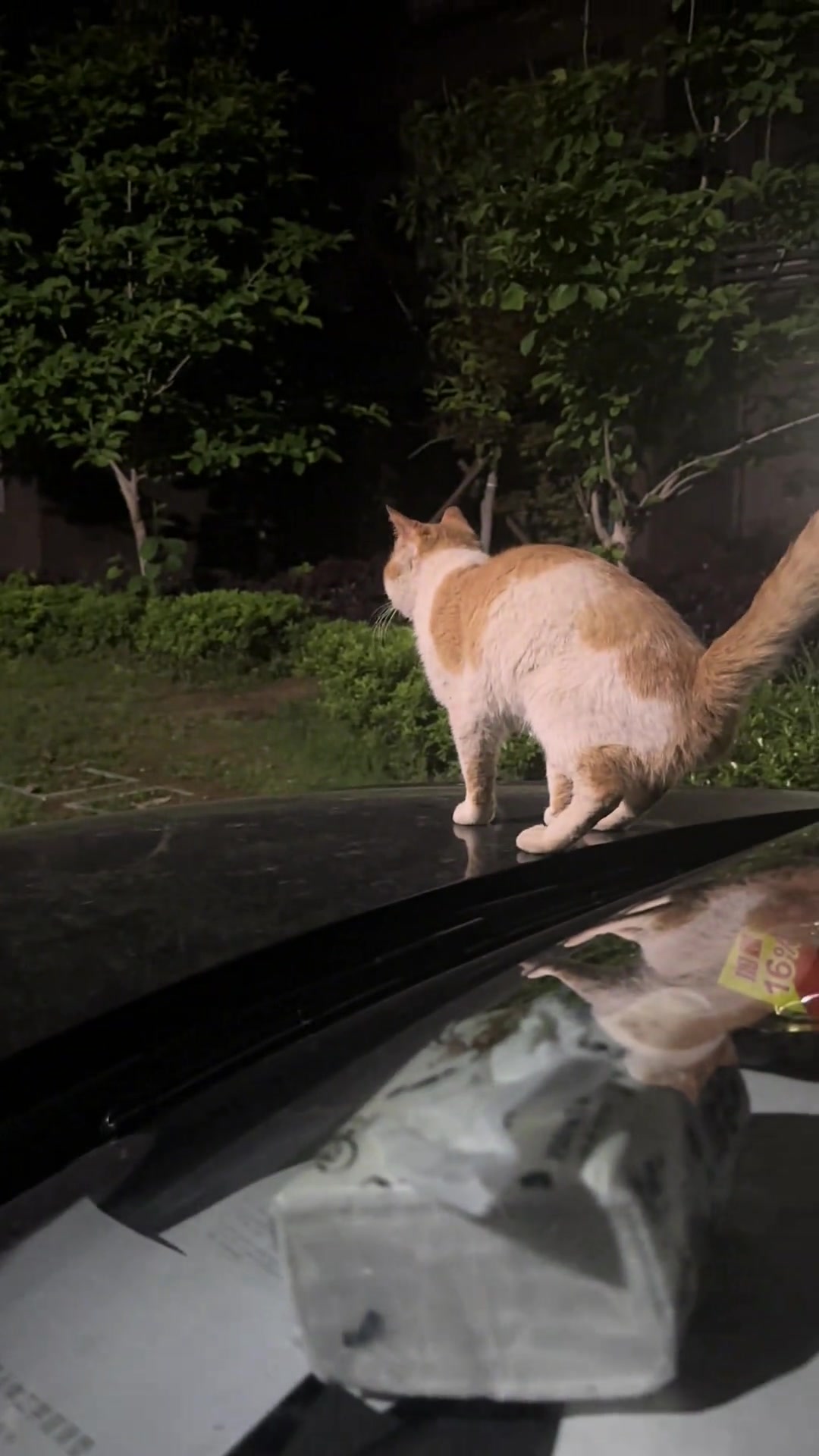猫咪这姿势是打算拉车上吗？