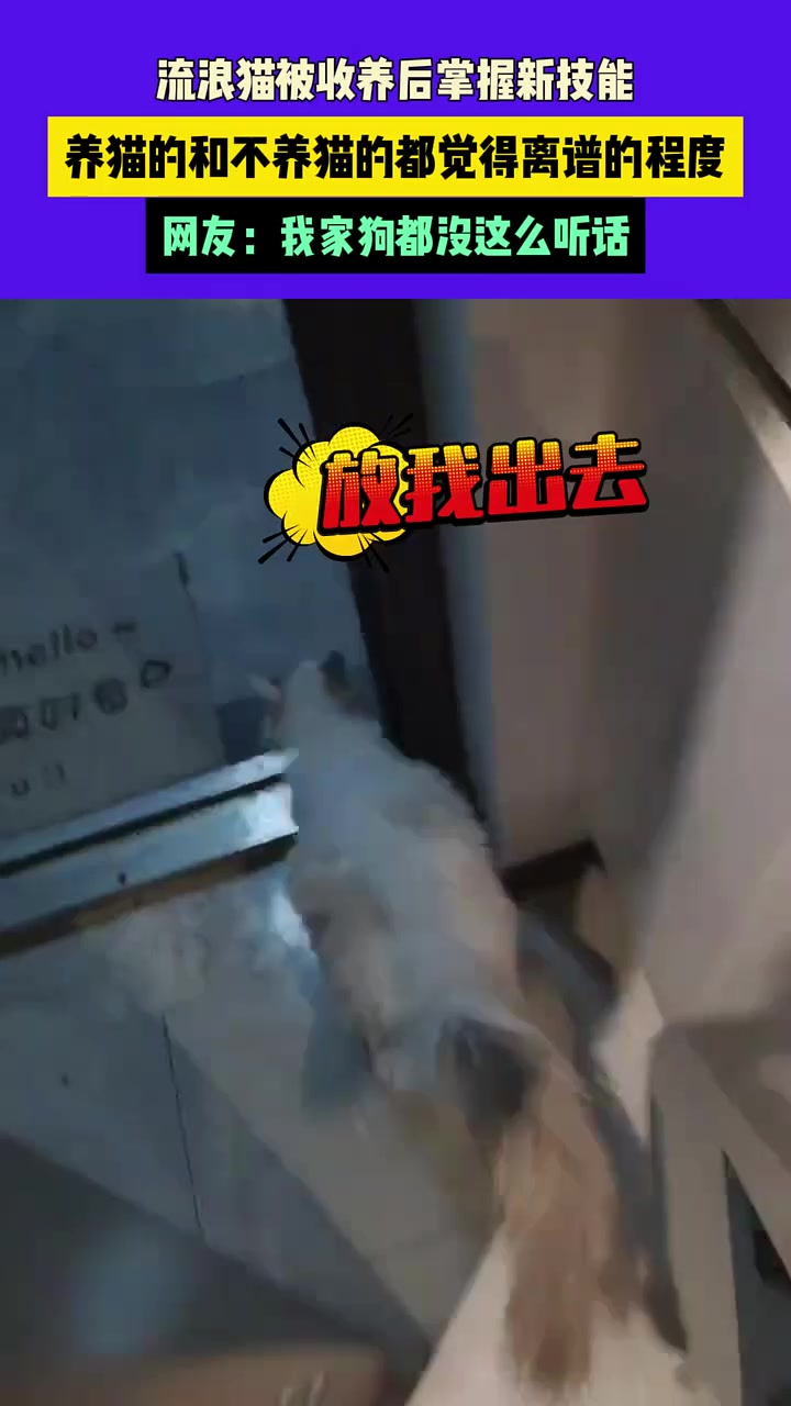 看来要让我家猫出去流浪几天历练一下了!