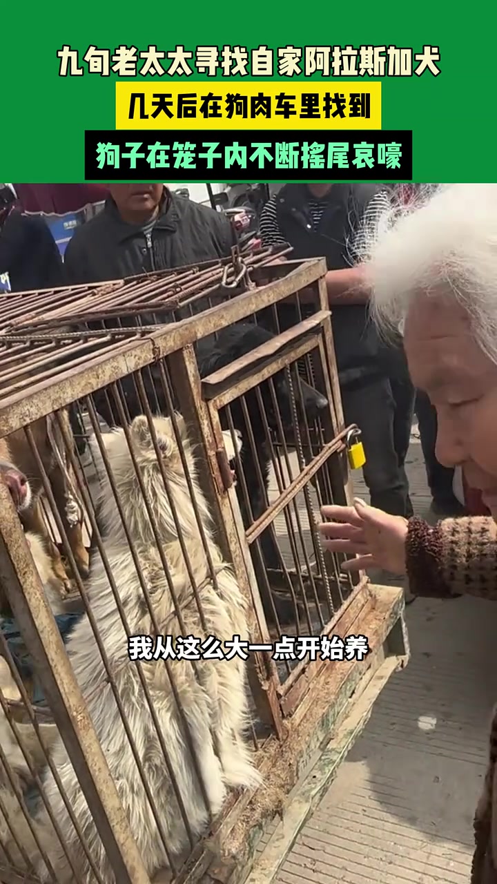 在狗肉车里找到！九旬老太太独自寻找自家阿拉斯加犬