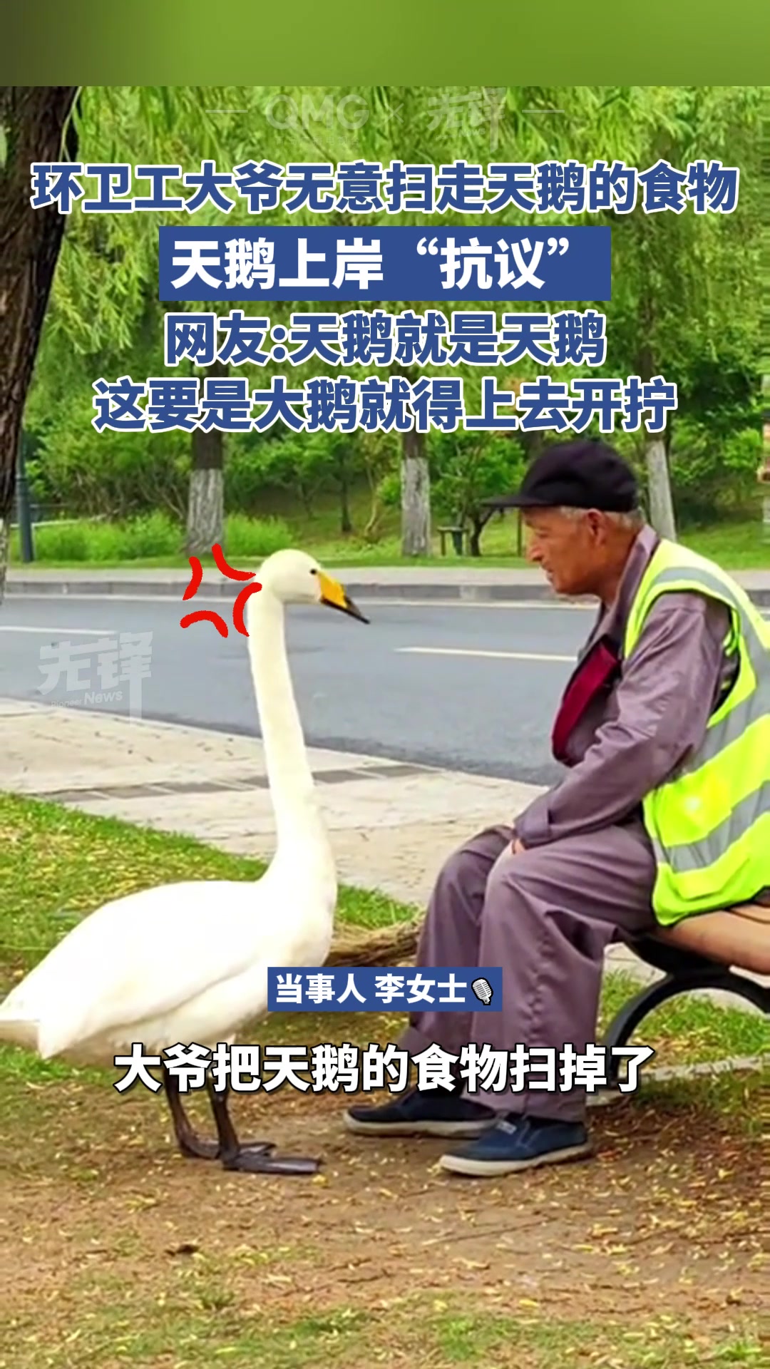 噶！急的要说话了，环卫大爷扫走天鹅食物引发严重抗议