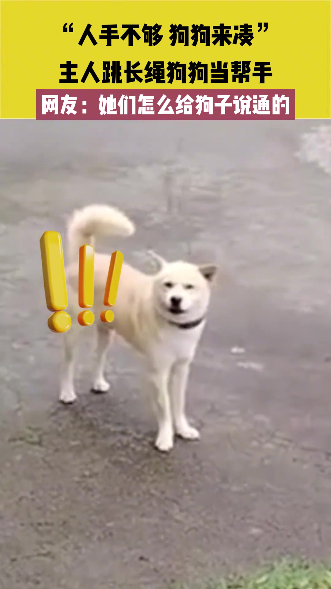 “人手不够 狗狗来凑”主人跳绳狗狗当帮手