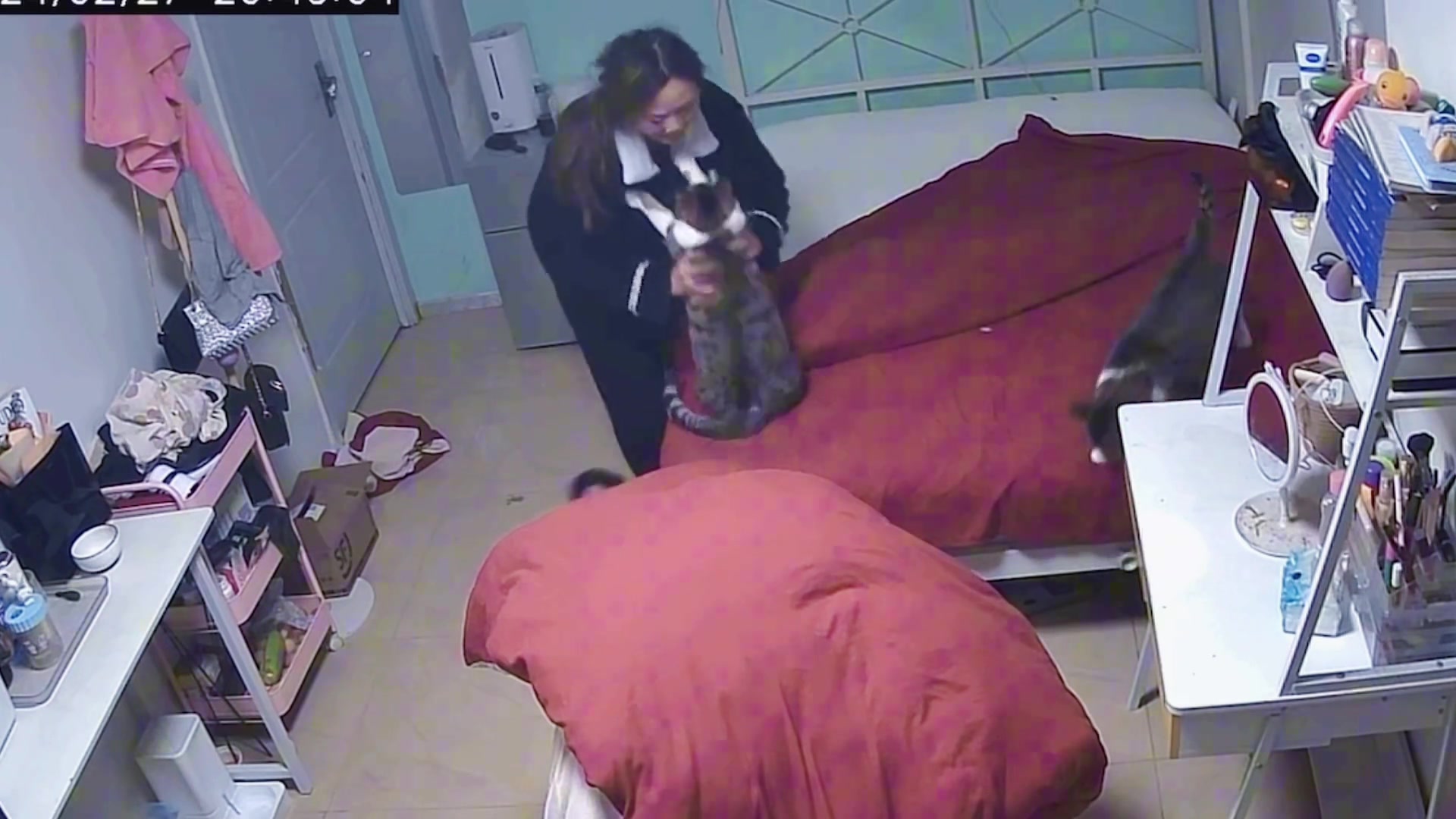 猫猫怎么跟小宝宝一样，竟然会伸手要抱抱
