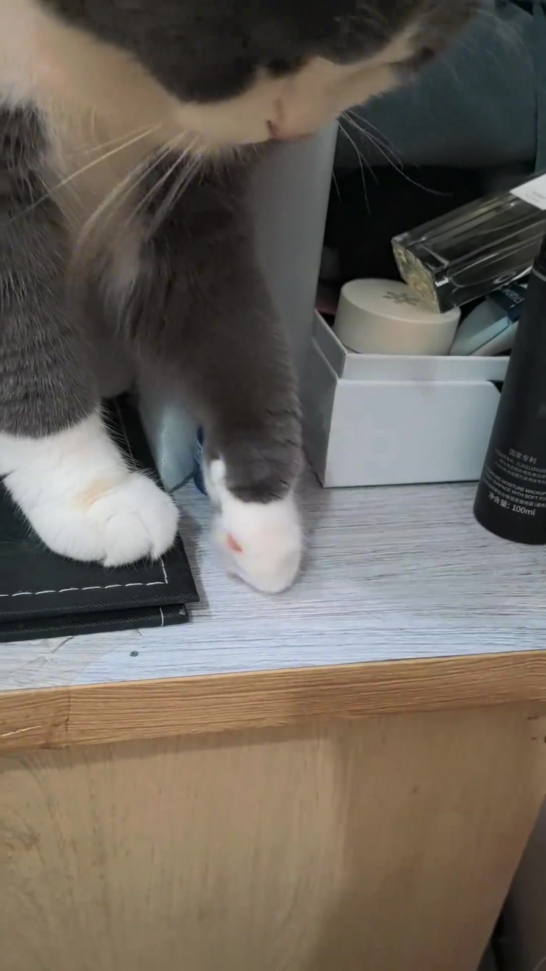 怎么有这么欠的小猫？又气又好笑