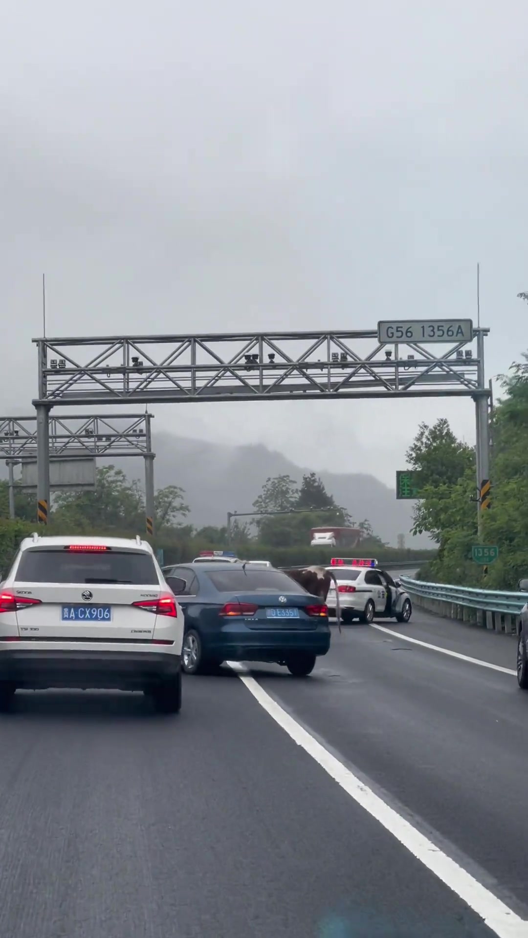 今日堵车的原因是高速路上出现了一头牛
