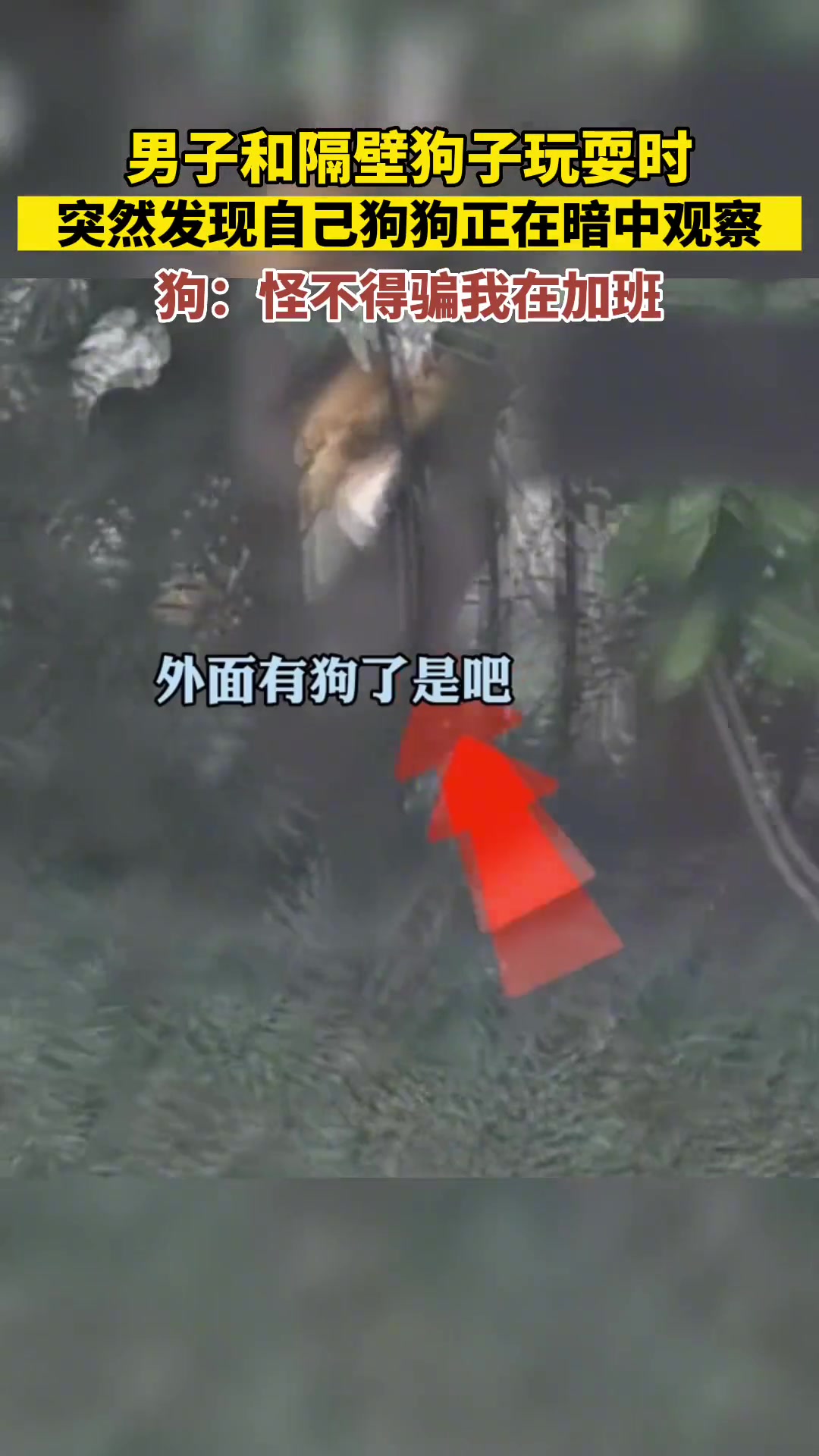 男子跟隔壁狗子玩耍，突然发现自己的狗狗在暗中观察