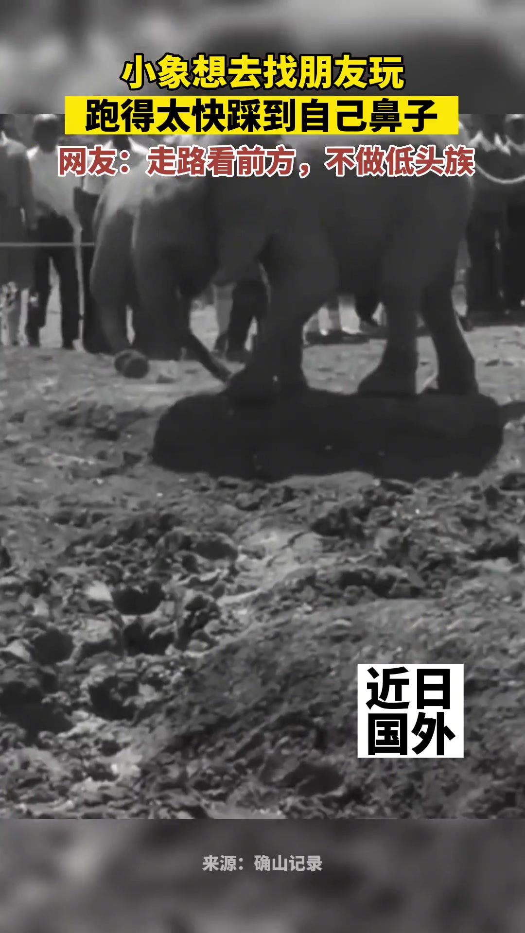 小象跑得太快，结果踩到自己的鼻子